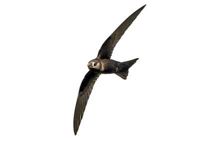 Black Swift