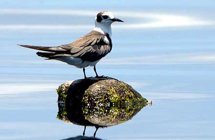 Black Tern