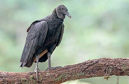 Black Vulture