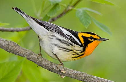 Blackburnian Warbler 