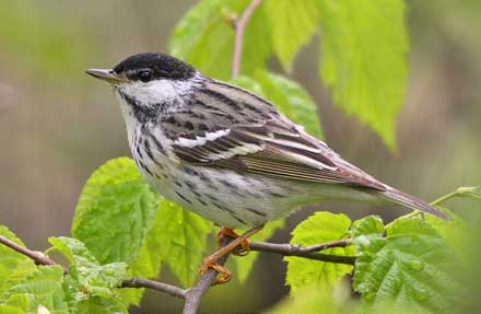 Blackpoll Warbler 
