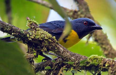 Blue-and-gold Tanager 