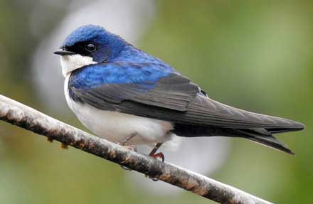 Blue-and-white Swallow 