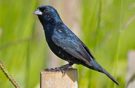 Blue-black Grassquit 