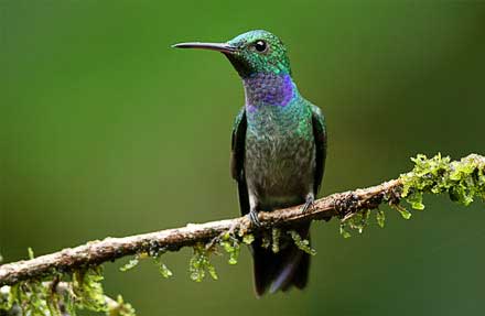 Blue-chested Hummingbird