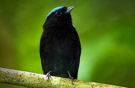 Blue-crowned Manakin 