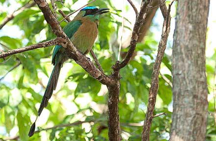 Blue-crowned Motmot