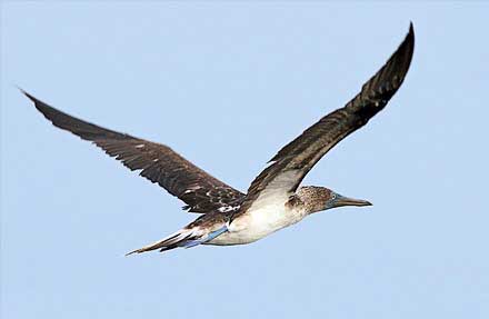 Blue-footed Booby 
