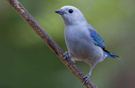 Blue-gray Tanager 