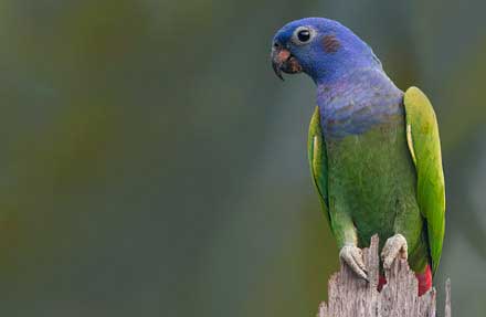 Blue-headed Parrot