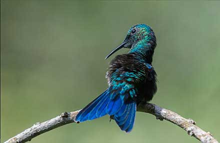 Blue-tailed Hummingbird
