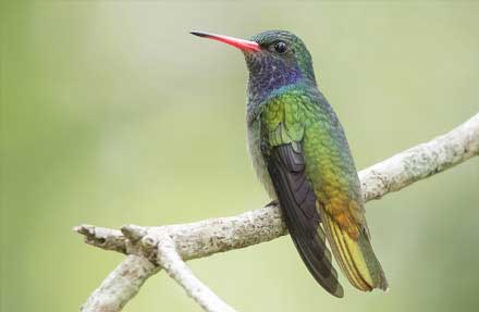 Blue-throated Goldentail