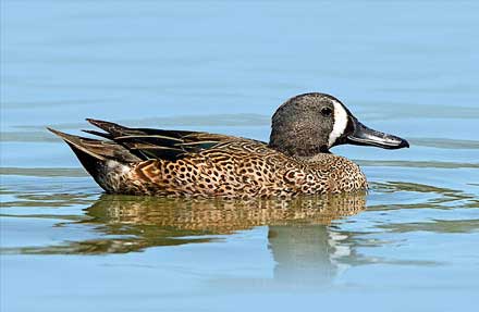 Blue-winged Teal 