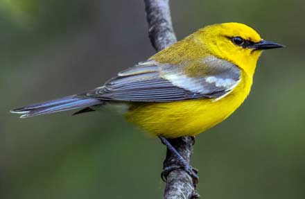 Blue-winged Warbler 