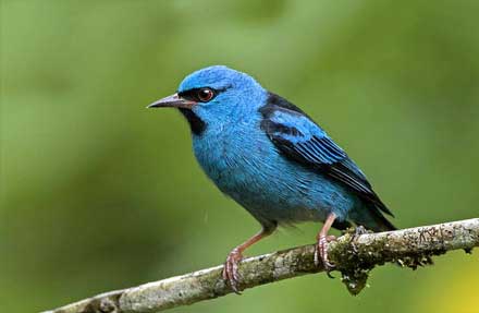 Blue Dacnis 