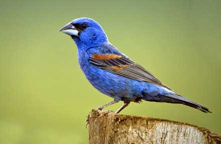 Blue Grosbeak 