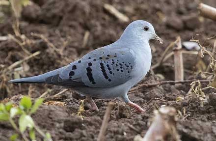 Blue Ground-Dove