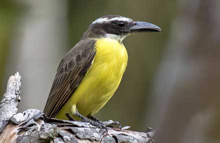Boat-billed Flycatcher 