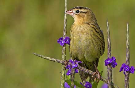 Bobolink 