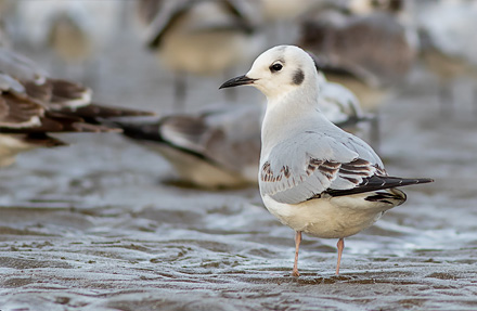 Bonaparte’s Gull