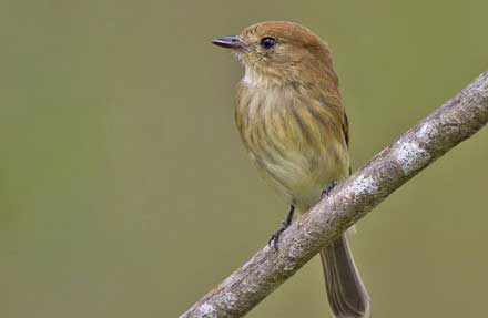 Bran-colored Flycatcher 