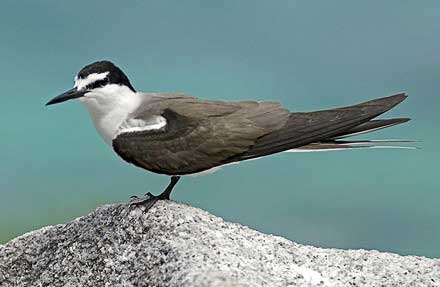 Bridled Tern