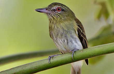 Bright-rumped Attila 