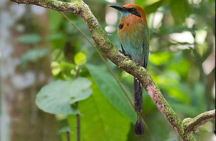 Broad-billed Motmot