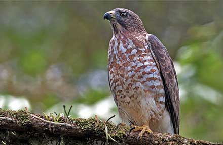 Broad-winged Hawk