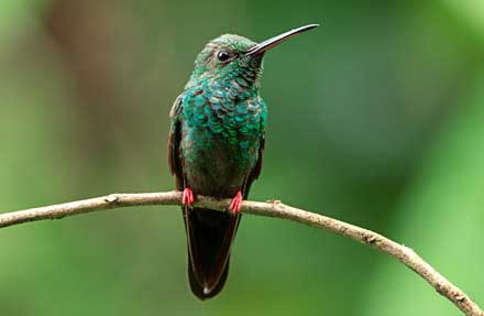Bronze-tailed Plumeleteer