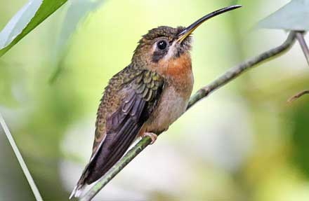 Bronzy Hermit