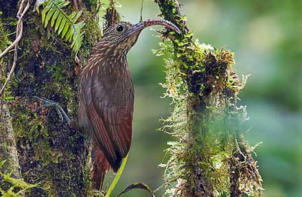 Brown-billed Scythebill 