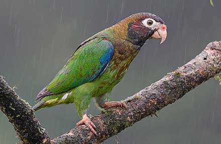 Brown-hooded Parrot