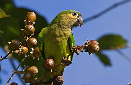 Brown-throated Parakeet