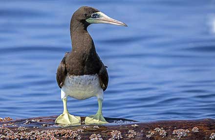 Brown Booby