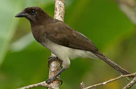 Brown Jay 