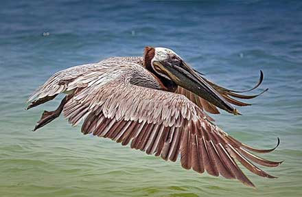 Brown Pelican
