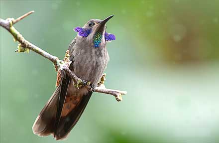 Brown Violetear