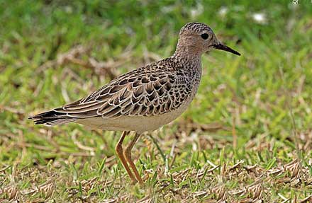 Buff-breasted Sandpiper