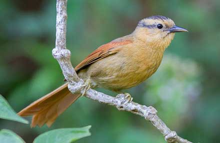 Buff-fronted Foliage-gleaner 