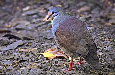 Buff-fronted Quail-Dove