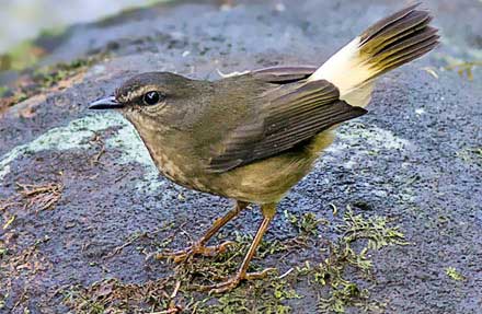 Buff-rumped Warbler 