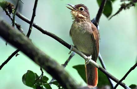 Fawn-throated Foliage-gleaner