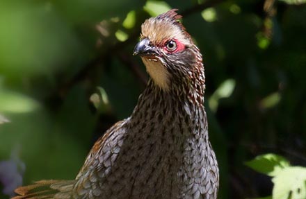 Buffy-crowned Wood-Partridge