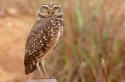 Burrowing Owl