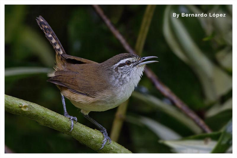 Cabanis Wren antes [ Plain Wren ] 