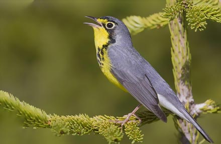 Canada Warbler 