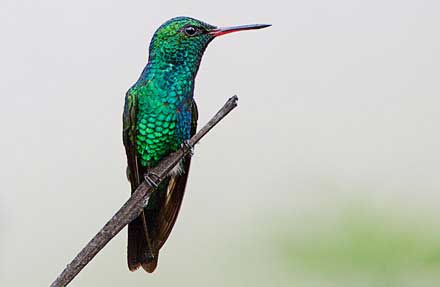 Canivets Emerald
