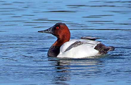 Canvasback