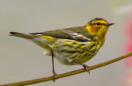 Cape May Warbler 